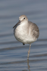 Eastern Willet