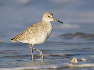 Eastern Willet, Tringa semipalmata