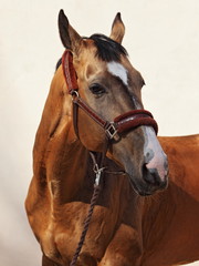 Art portrait of beautiful akhalteke breed sportive horse 
