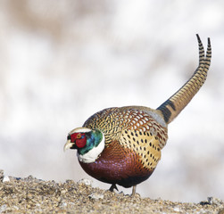 Common Ring-neck Pheasant, Phasianus colchicus