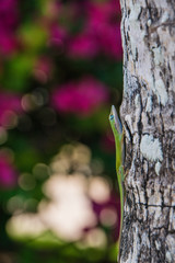 Lizard in Cuba 