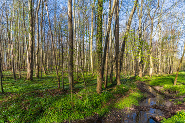 Fototapeta premium Küstenwald