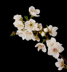Fototapeta na wymiar Cherry flowers on a branch