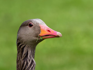 Greylag Goose portrait  (Anser anser)
