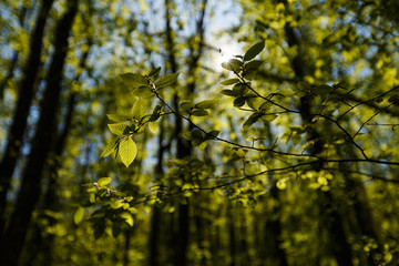 Fresh green leaves backlit with sun rays in the forest, spring see through greenary in garden backlight