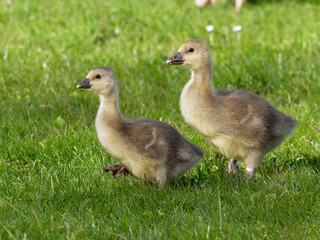 Goslings from Greylag Goose (Anser anser)