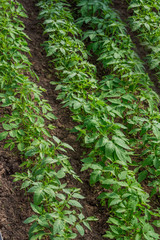 Tomatoes grow on the bed