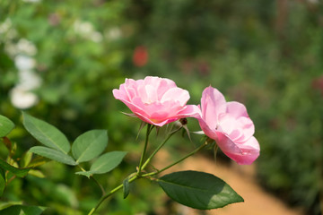 Pink rose in the garden