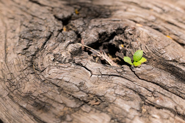 Tiny plants growing from dead wood