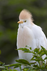 Cattle Egret, Bubulcus ibis
