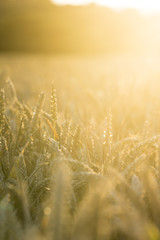 Golden wheat in field with sun flare.