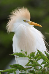 Cattle Egret, Bubulcus ibis