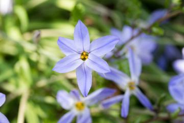 Ipheion uniflorum