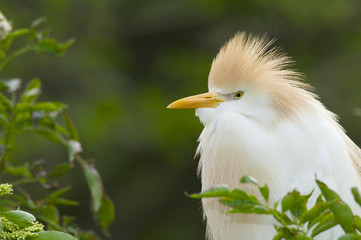 Cattle Egret, Bubulcus ibis