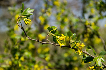 Yellow blossom of currant in garden