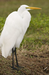 Great Egret, Ardea alba
