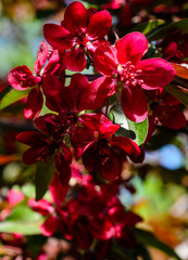 Blossoming branch of the crabapple tree