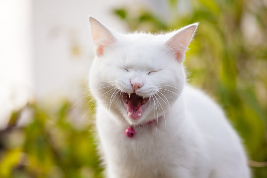 cute laughing cats
