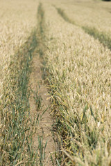 Golden wheat field with tractor tracks.