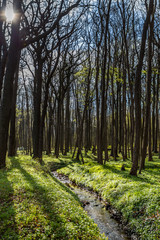 Obraz premium Küstenwald