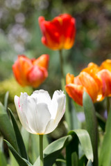 Naklejka premium Tulips on flower garden
