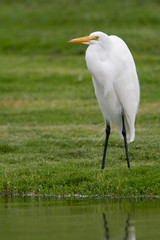 Great Egret, Ardea alba