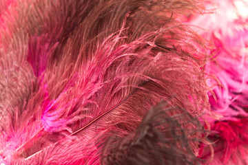 Obraz premium Beautiful red bird feathers as background
