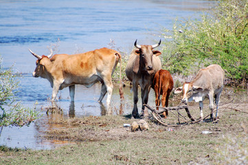 Drinking Cattle at a waterhole in Namibia