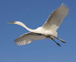 Great Egret, Ardea alba