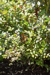 Leaf of miniature rose