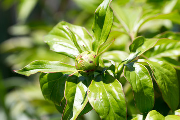 Bud of Peony