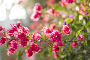 Beautiful bougainvillea blooming. Pink flowers. Branches closeup
