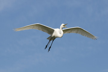 Fototapeta na wymiar Great Egret, Ardea alba