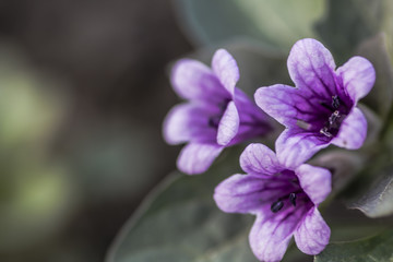 Fototapeta premium Purple flowers floral background