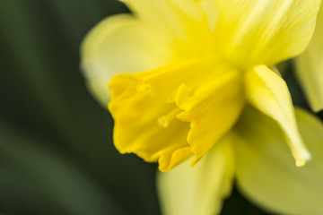 Flowering yellow daffodil