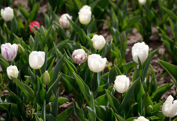 Beautiful white tulips in nature