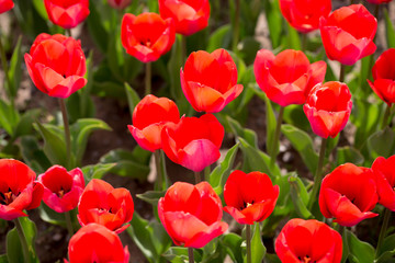 Fototapeta premium Beautiful red tulips in nature