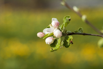 flower apple tree bloom