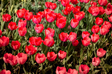 Beautiful red tulips in nature