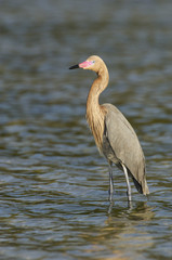 Reddish Egret, Egretta rufescens