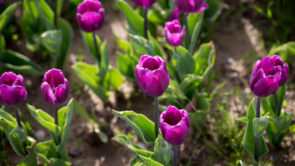 Beautiful purple tulips in nature