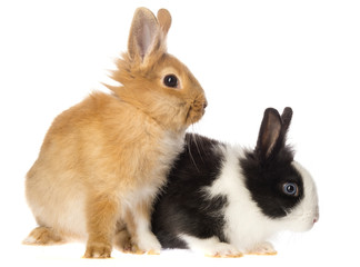 Fototapeta premium little rabbits