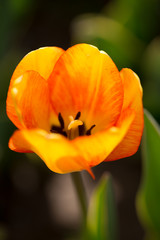 Beautiful yellow tulips in nature