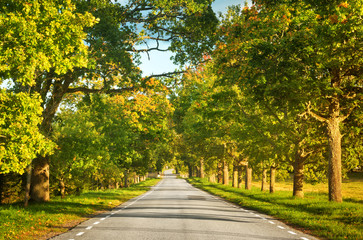 asphalt road with beautiful trees on the sides in autumn