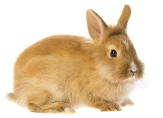 rabbit