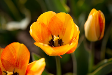 Beautiful yellow tulips in nature