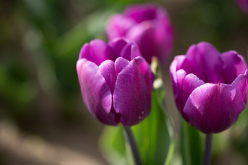 Beautiful purple tulips in nature