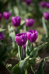 Beautiful purple tulips in nature