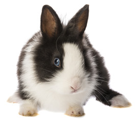 Obraz premium little rabbit