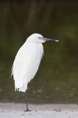 Reddish Egret, Egretta rufescens